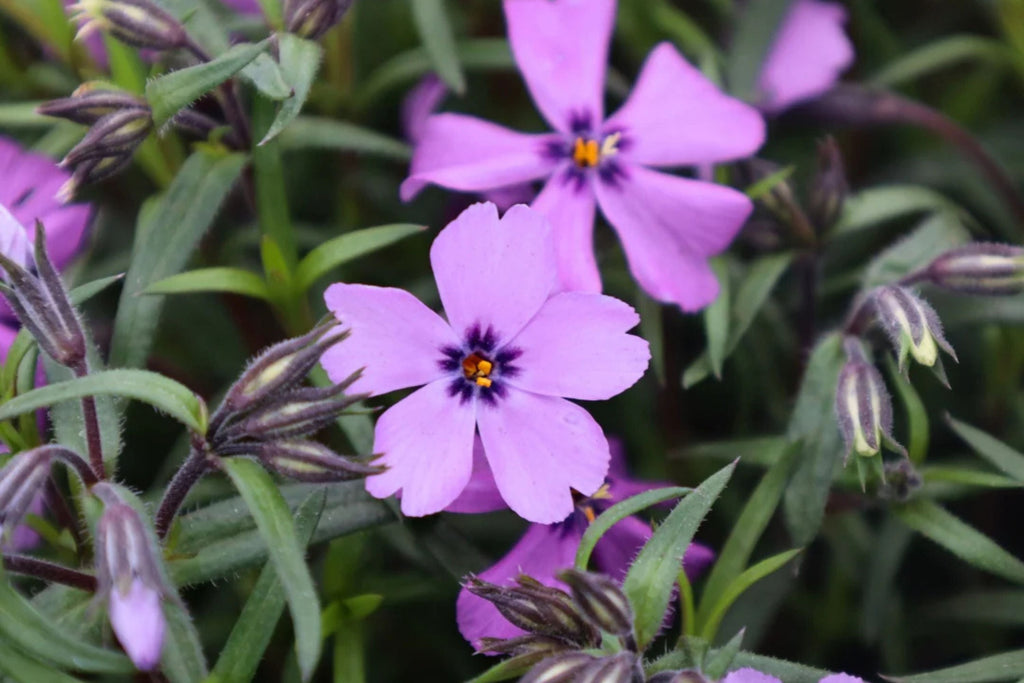 Purple Beauty Moss Phlox Seeds - 100 Non-GMO Purple Ground Cover Phlox Subulata