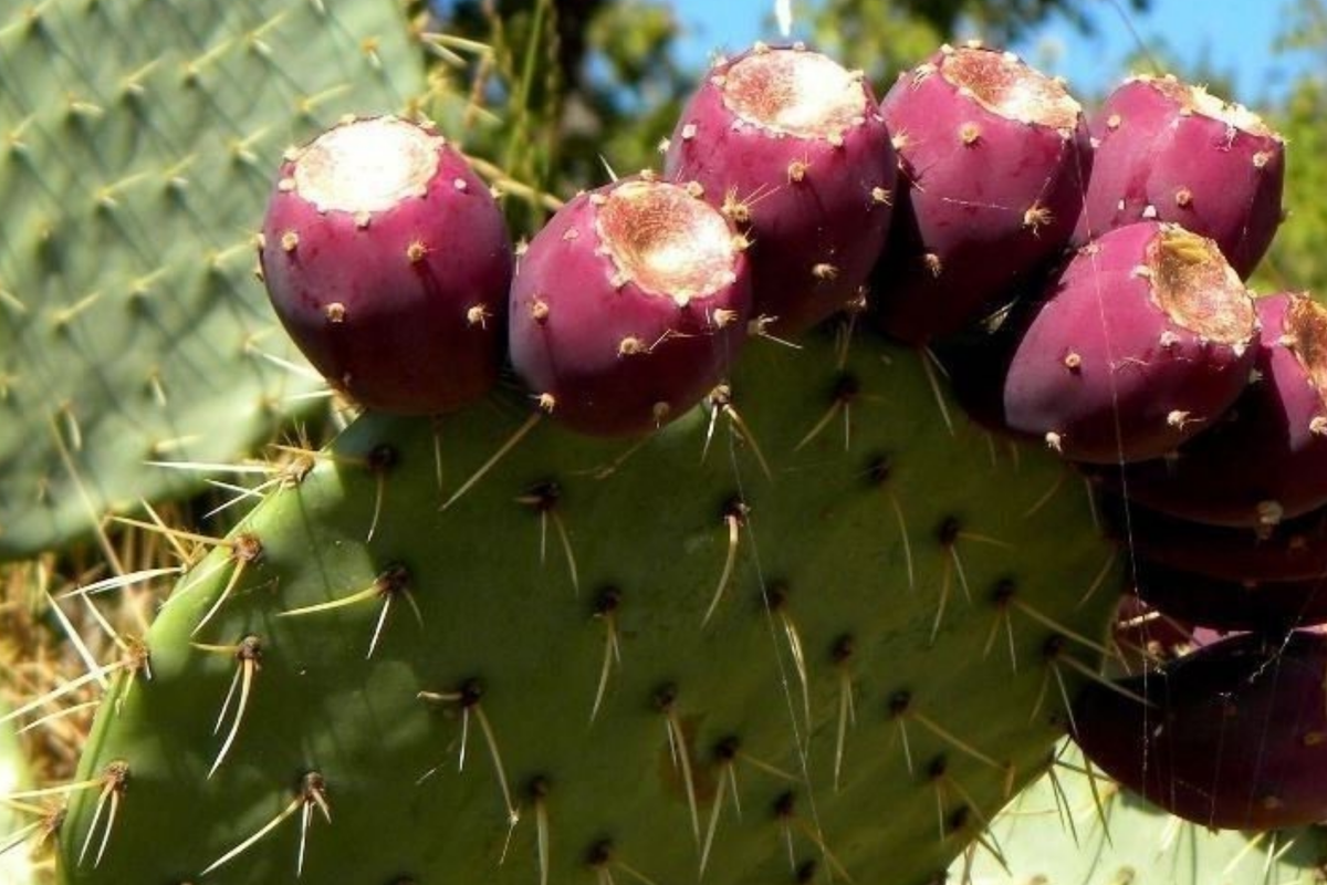 Sweet Red Prickly Pear Cactus Seeds (Opuntia humifusa) – 40 Seeds