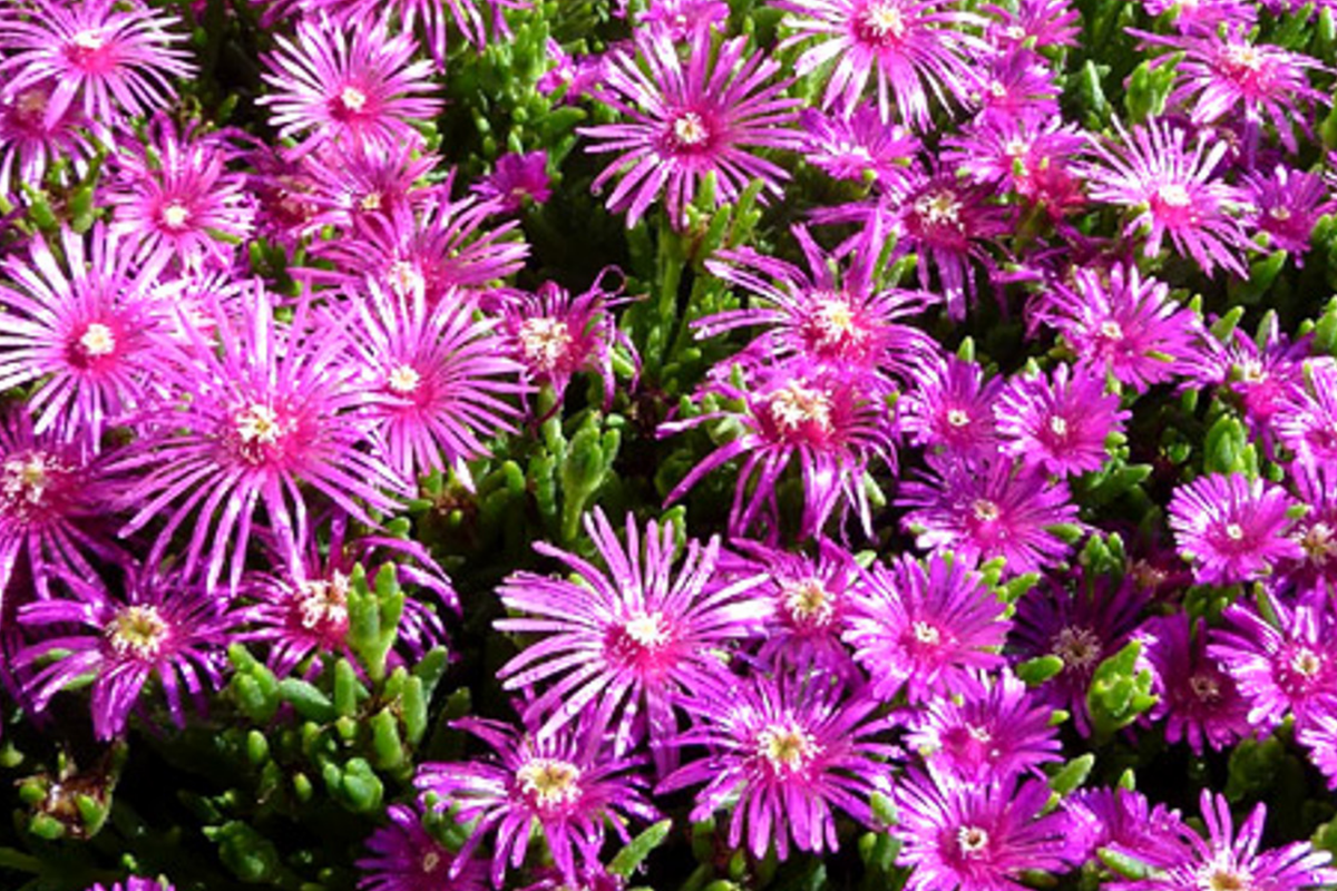 Ice Plant Seeds Delosperma cooperi Table Mountain - 50 Seeds, Pink Fuchsia Ground Cover