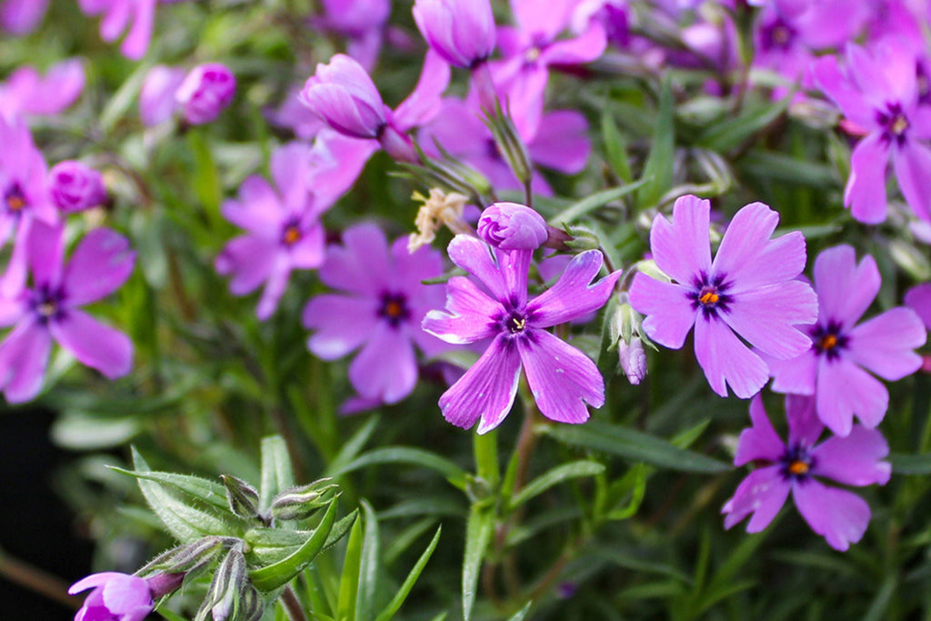 Purple Beauty Moss Phlox Seeds - 100 Non-GMO Purple Ground Cover Phlox Subulata