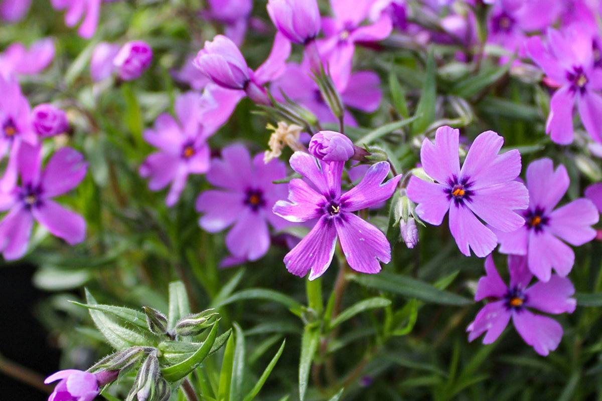 Purple Beauty Moss Phlox Seeds - 100 Non-GMO Purple Ground Cover Phlox Subulata
