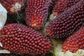 Strawberry Fruit Corn Seeds - 20 Seeds (Zea mays) Rare, Full Sun, 5 ft Tall