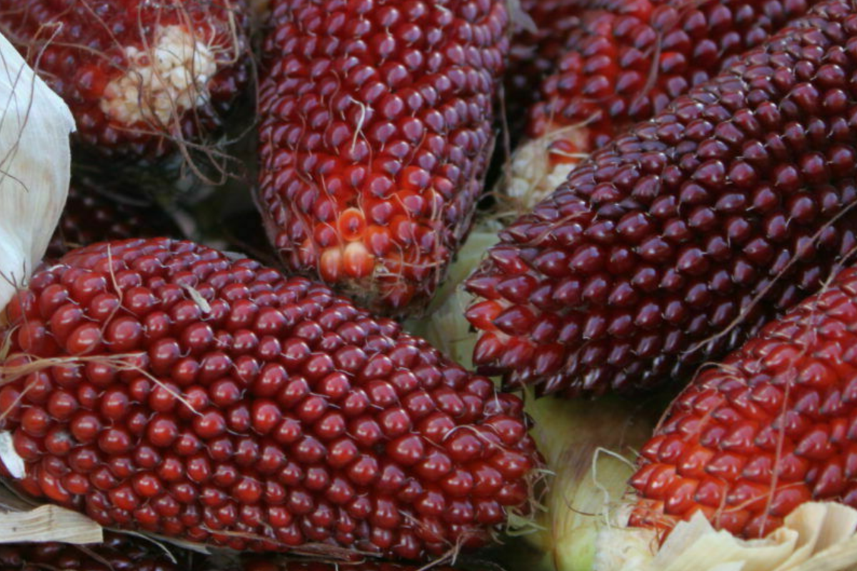 Strawberry Fruit Corn Seeds - 20 Seeds (Zea mays) Rare, Full Sun, 5 ft Tall