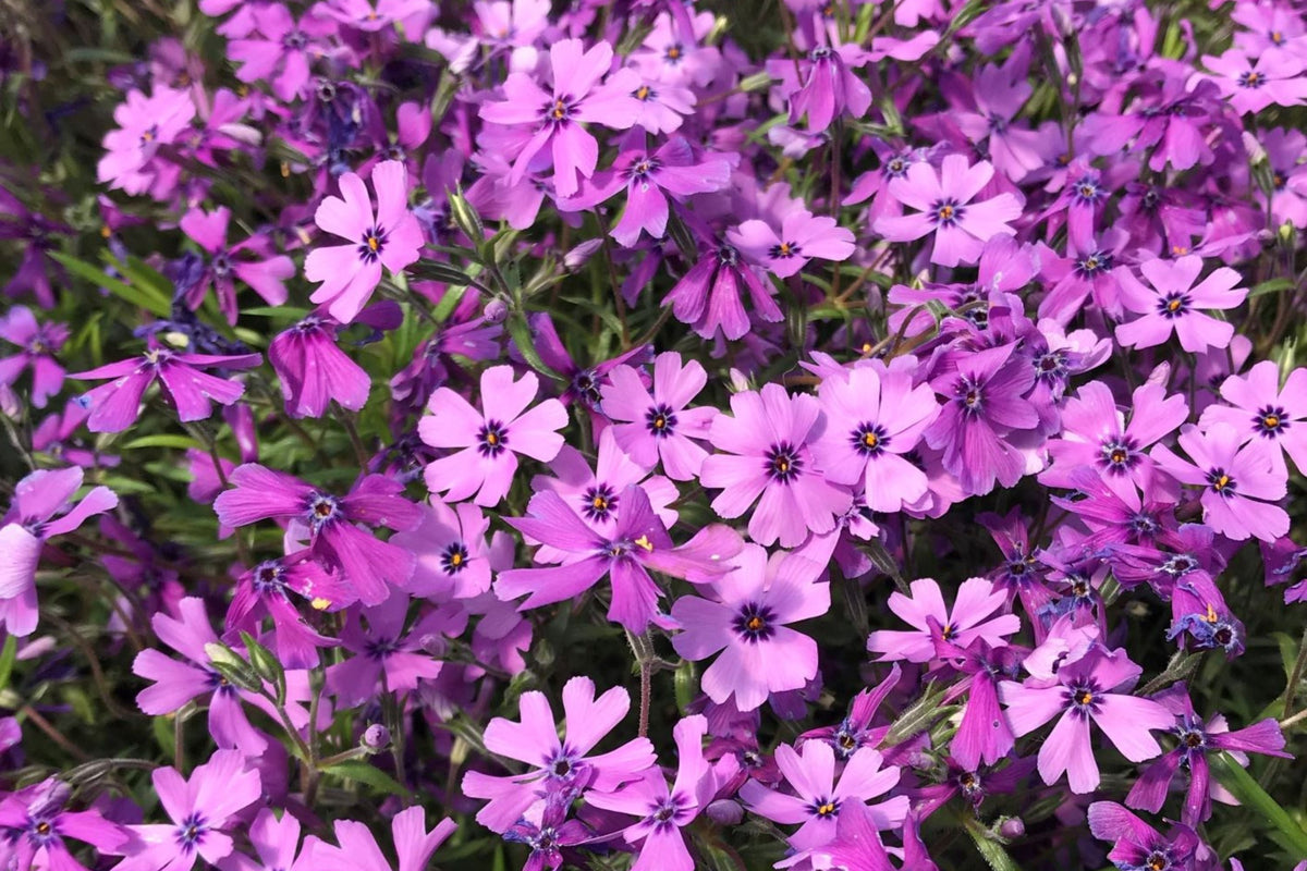 Purple Beauty Moss Phlox Seeds - 100 Non-GMO Purple Ground Cover Phlox Subulata