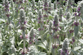 Lamb's Ear (Stachys byzantina lanata) Seeds - 100 Seeds, Silvery Ground Cover