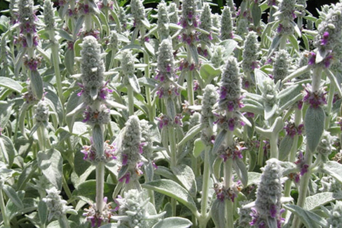 Lamb's Ear (Stachys byzantina lanata) Seeds - 100 Seeds, Silvery Ground Cover