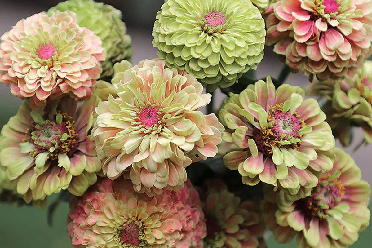 Queen Lime Blush Zinnia Seeds - 100+ Premium Seeds, USA-Grown