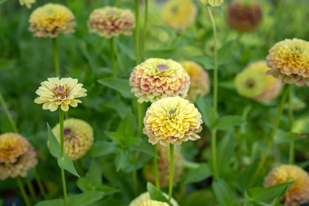 Queen Lime Blush Zinnia Seeds - 100+ Premium Seeds, USA-Grown