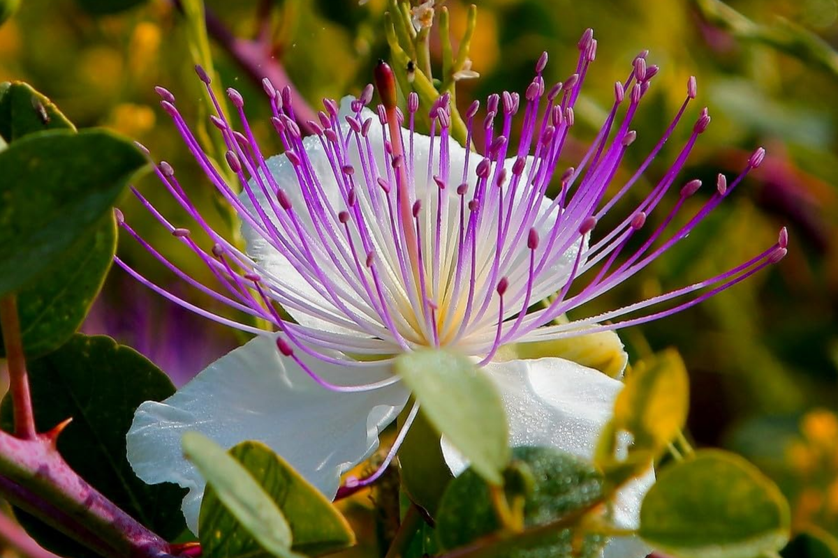 Caper Bush Seeds Capparis Spinosa - 20 Seeds Per Pack | Perennial, Edible Capers