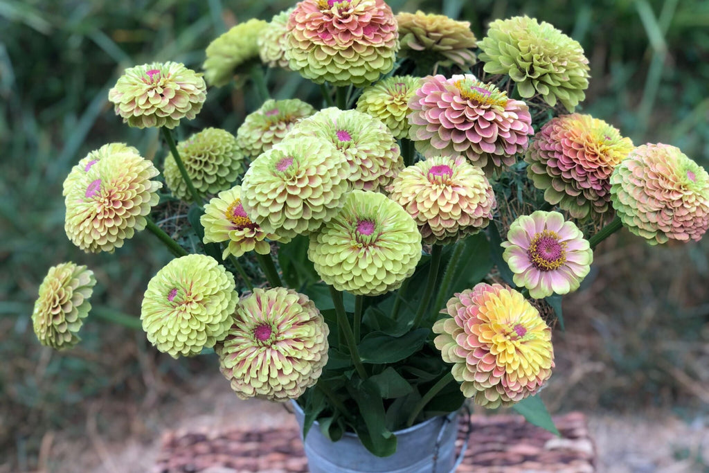 Queen Lime Blush Zinnia Seeds - 100+ Premium Seeds, USA-Grown