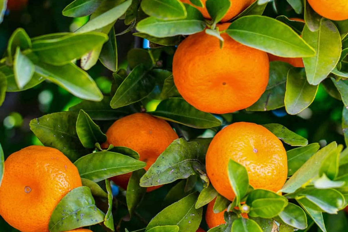 Citrus Orange Seeds (Citrus sinensis) - 20 Seeds, Full Sun, Zones 9-11