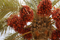 Date Palm Seeds - Phoenix Dactylifera (10 Seeds) Organic | Full Sun, Well-Draining Soil