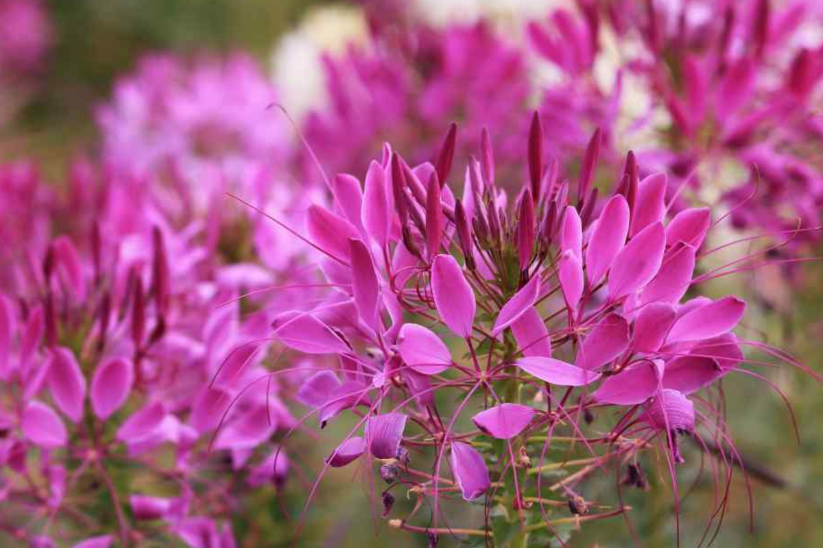 Cleome Queen Mix Seeds - 50 Count | Annual Flower Seeds