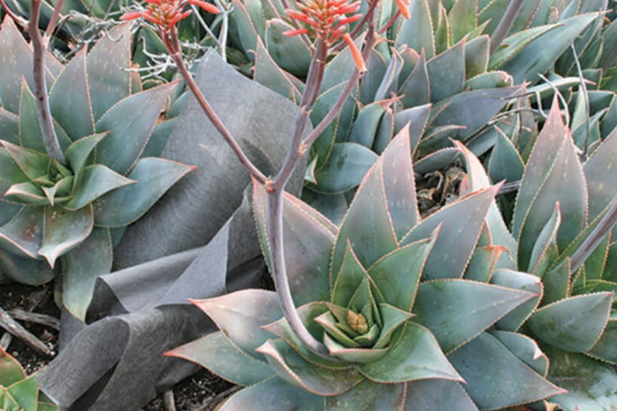 Aloe Striata Seeds - 15 Pack | Rosette-Forming Succulent Seeds