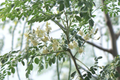 Moringa Tree Seeds - 10 Seeds (Moringa Oleifera) Drumstick Tree