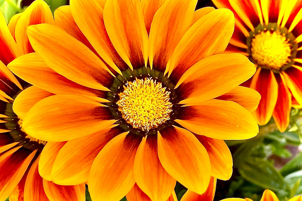 Gazania Kiss Orange Flame Seeds - 25 Seeds, Gazania rigens, Orange/Red Striped Annual