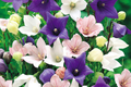 Platycodon Double Balloon Flower Seeds - 40 Mixed Colors (Platycodon grandiflorus)