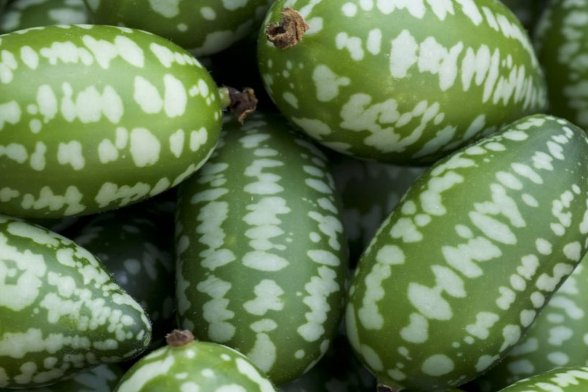 Mexican Sour Gherkin Cucumber Seeds - 25 Seeds, Melothria scabra, Trellis-Friendly