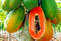 Dwarf Hovey Papaya Seeds (Carica L.) - 30 Seeds for Bonsai & Subtropical Gardens