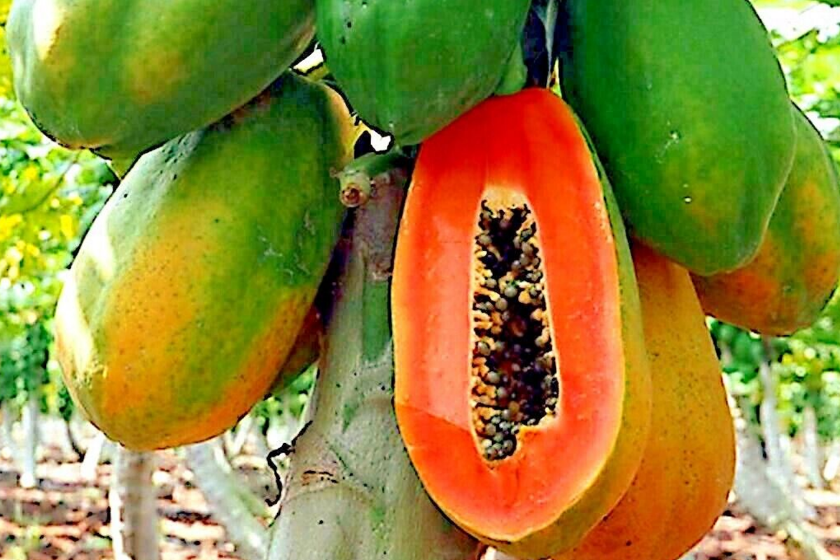 Dwarf Hovey Papaya Seeds (Carica L.) - 30 Seeds for Bonsai & Subtropical Gardens