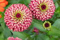 Queen Lime Red Zinnia Seeds - 100+ Bi-Color Cut Flowers, Heat-Tolerant