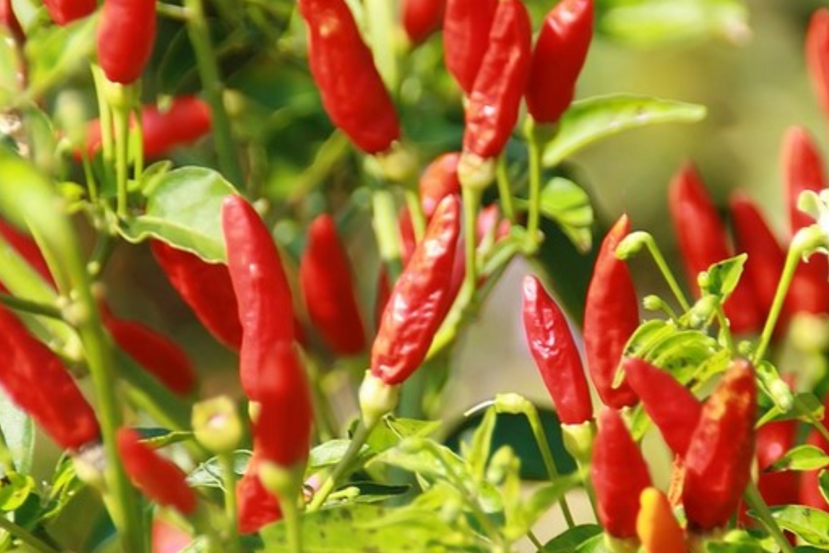 Tabasco Pepper Starter Plants (Capsicum frutescens) - 3 Plants