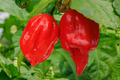 7 Pot Red Pepper Starter Plants (Capsicum chinense) – 3 Starter Plants, Super Hot Chili