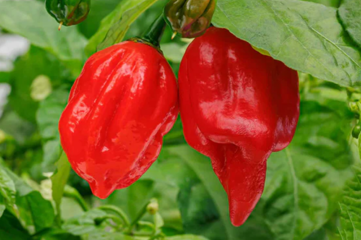 7 Pot Red Pepper Starter Plants (Capsicum chinense) – 3 Starter Plants, Super Hot Chili