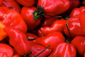 Caribbean Red Habanero Starter Plants (3) – Capsicum chinense, Super Hot, High Yield