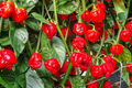 Trinidad Moruga Scorpion Pepper Starter Plants (3) - Super Hot Chili
