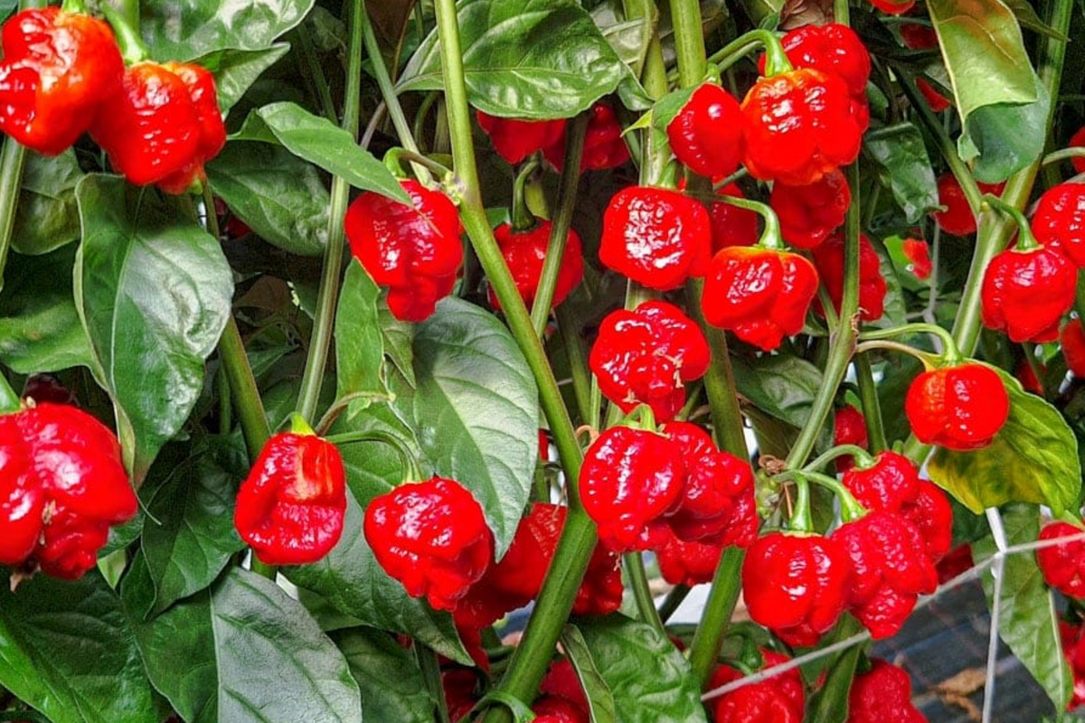 Trinidad Moruga Scorpion Pepper Starter Plants (3) - Super Hot Chili