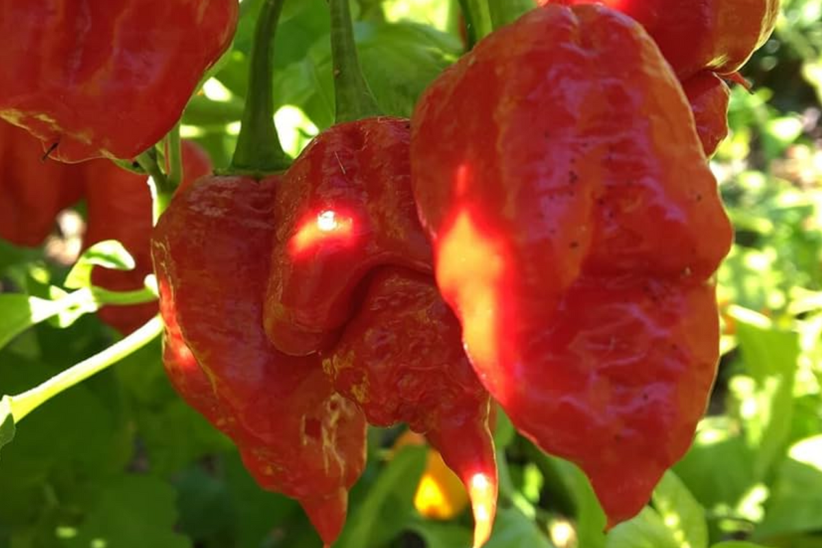 Apocalypse Red Scorpion Pepper Starter Plants - 3 Super Hot Capsicum chinense