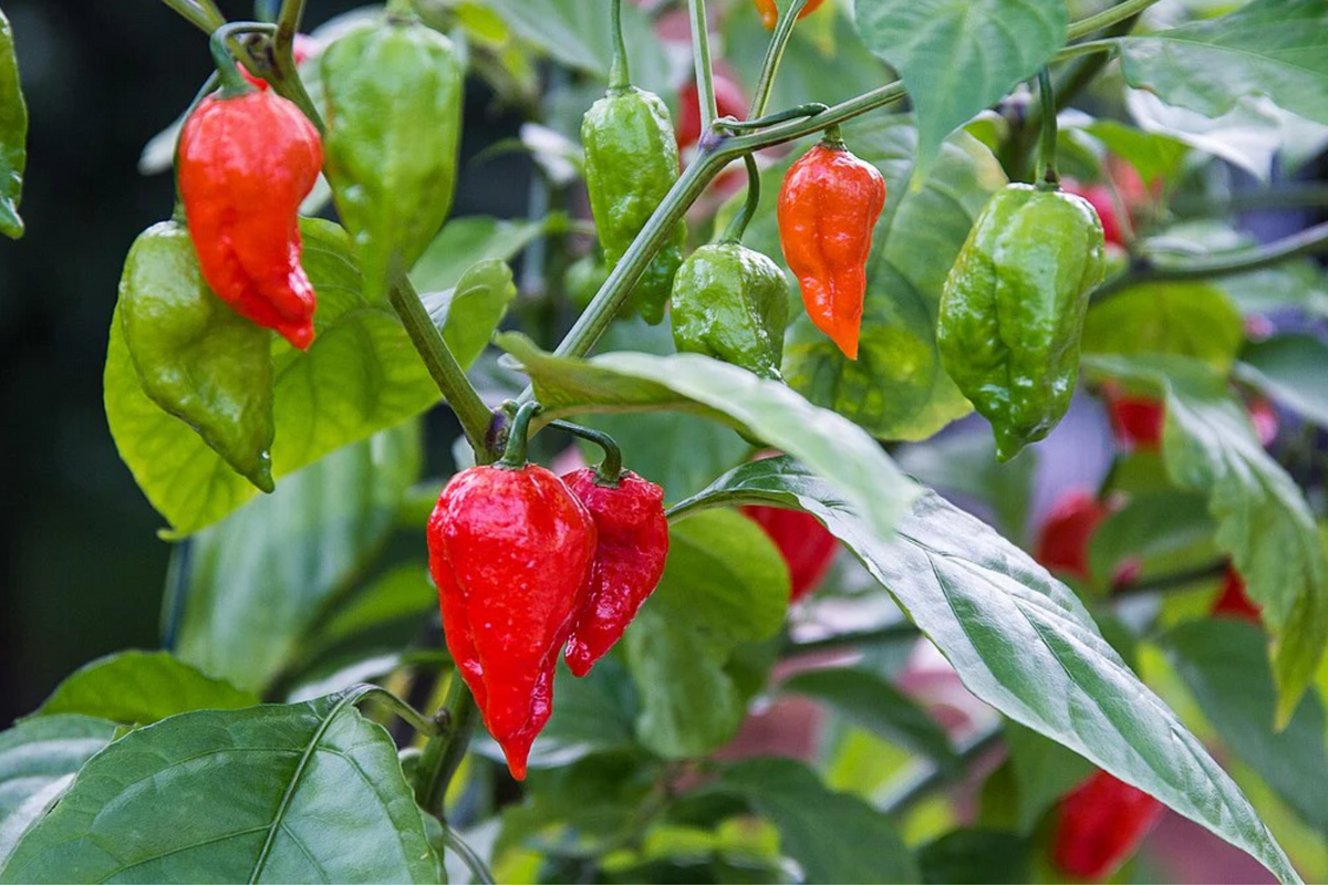 Red Ghost Pepper Starter Plants (Bhut Jolokia) – 3 Plants, Super Hot Chili