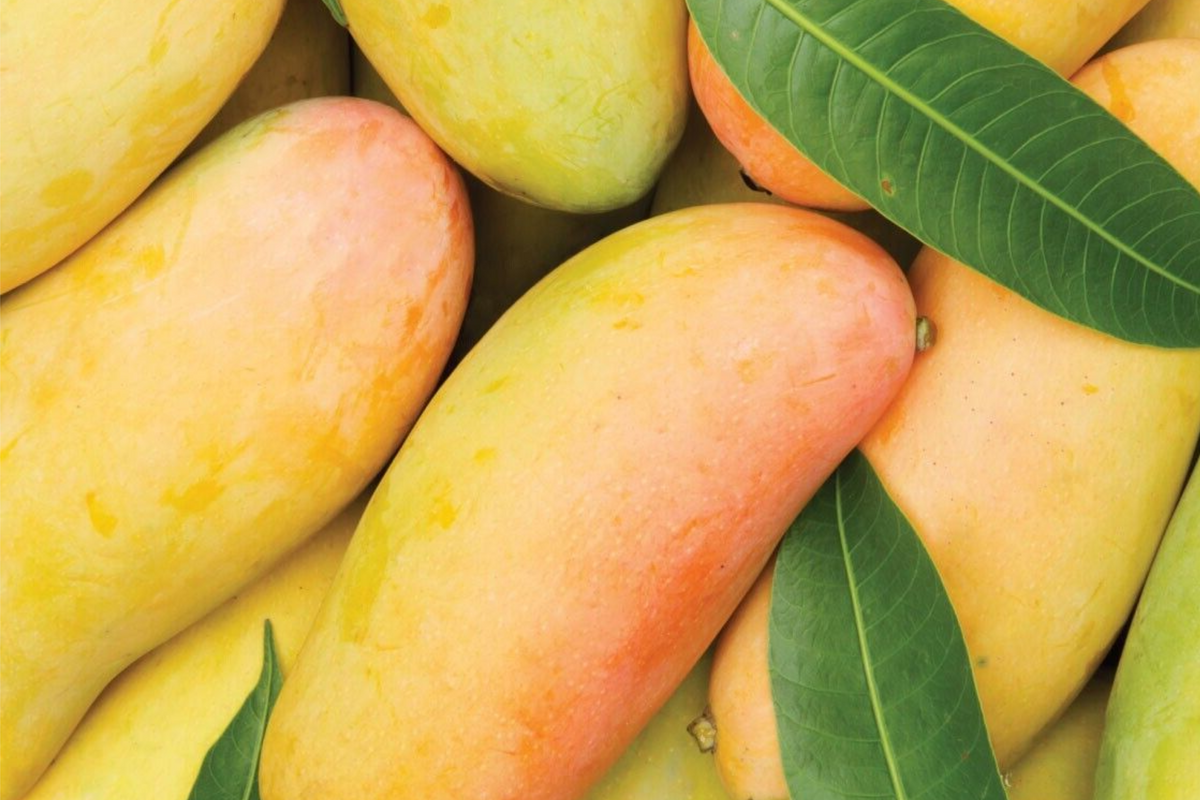 Grafted Mango Mahachanok Starter Plant Seedling – 3'-4' Tall Live Fruit Tree