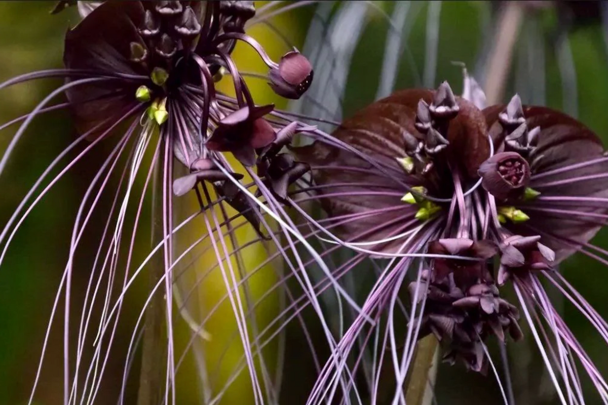 Black Bat Orchid Seeds (Tacca chantrieri) - 5 Seeds, Rare Tropical Houseplant