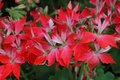 Geranium Pelargonium FIREWORKS - 3 Live Unrooted 6" Cuttings, Climbing Red Blooms