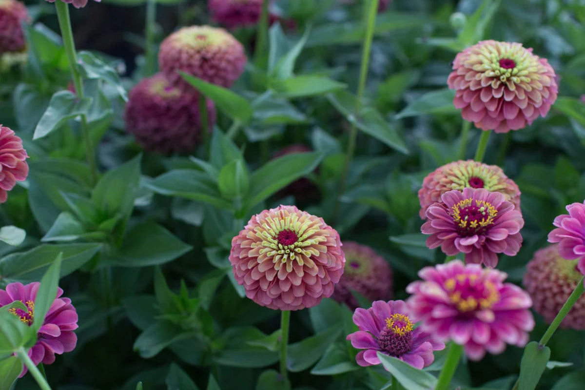 Queen Lime Red Zinnia Seeds - 100+ Bi-Color Cut Flowers, Heat-Tolerant