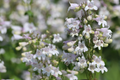 Penstemon Angustifolius Seeds - 50 Seeds, Narrowleaf Beardtongue, Blue Wildflower, Native Perennial