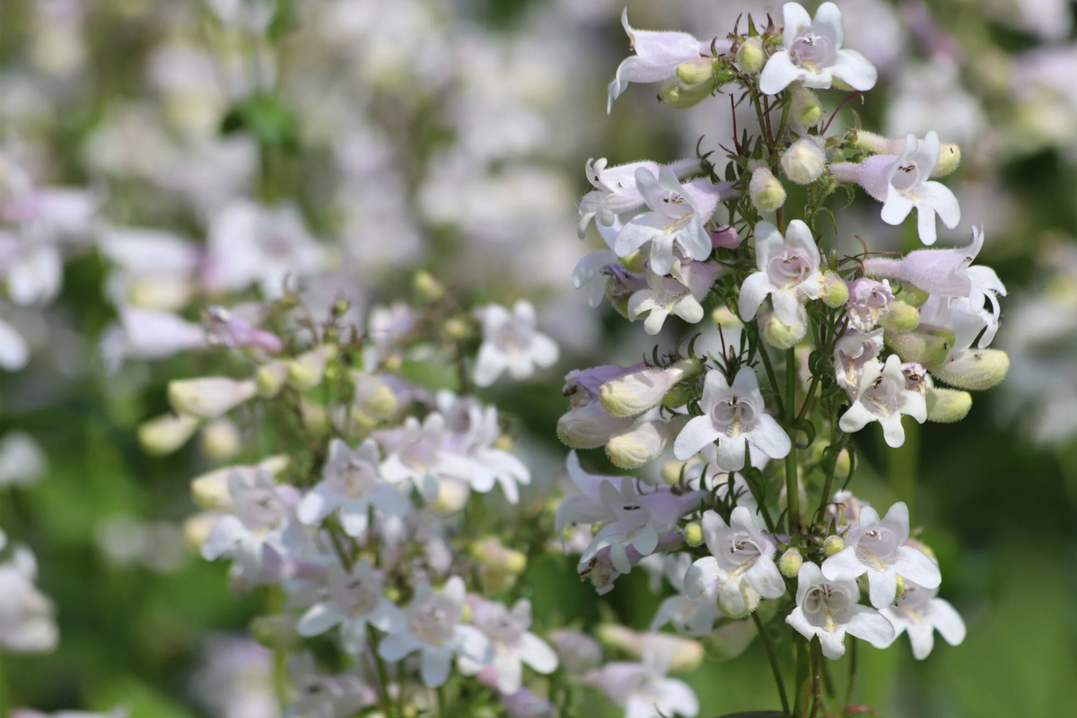 Penstemon Angustifolius Seeds - 50 Seeds, Narrowleaf Beardtongue, Blue Wildflower, Native Perennial