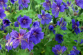 Ivy Geranium Cuttings - 8 Unrooted Cuttings in 4 Colors, Labeled with Rooting Powder, USA Grown