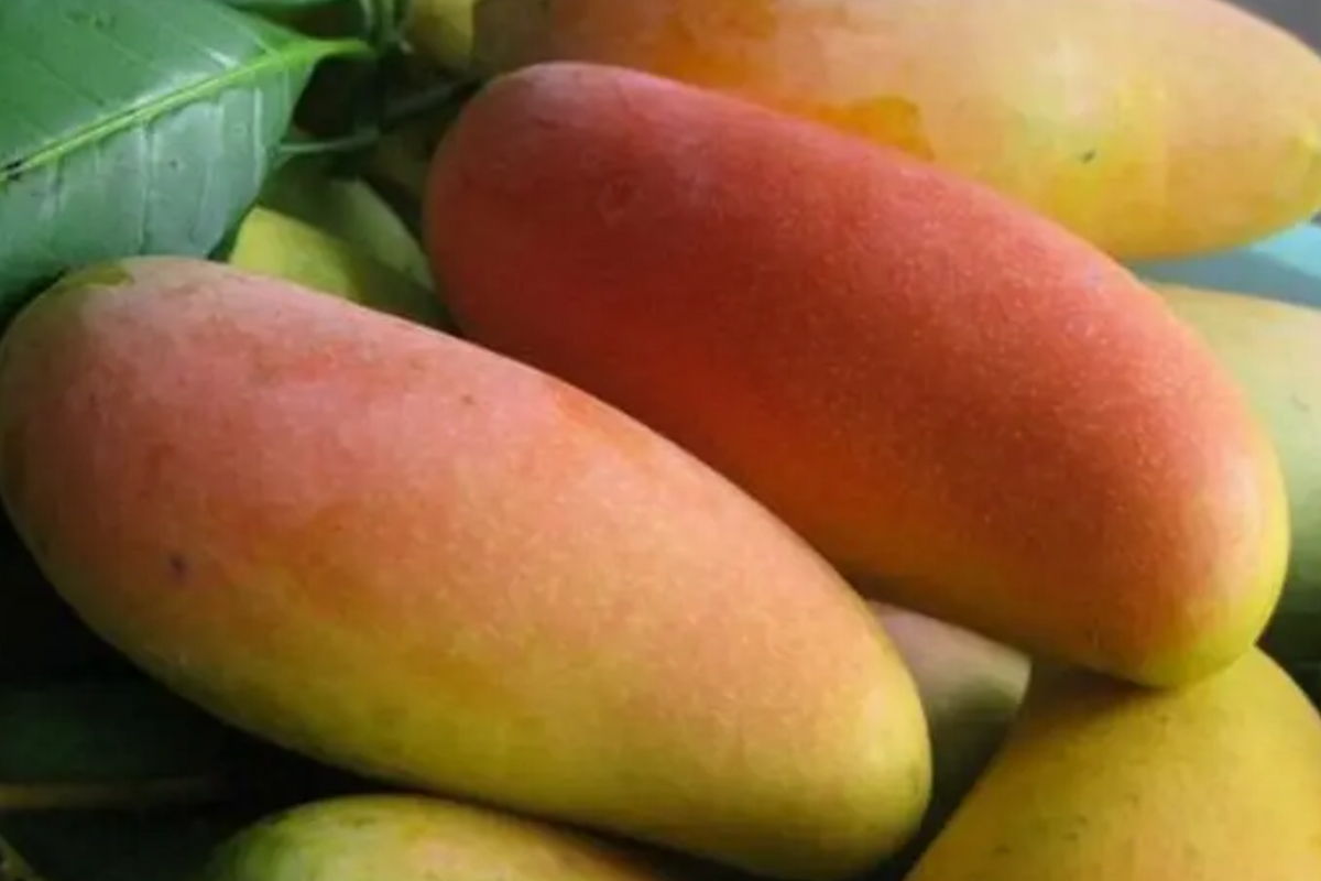 Mango Mahachanok Starter Plant Seedling - 12"-24" Live Fruit Tree
