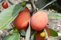 Yellow Mangosteen Starter Plant Seedling - Garcinia xanthochymus Live Fruit Tree