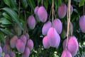 Palmer Mango Seedling - Mangifera Indica, 1-2 ft Tall | Starter Plant from Seed