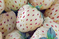 Pineberry Bare Root Plants (6) - White Strawberries with Pineapple Flavor, Everbearing, Organic, Spring Planting
