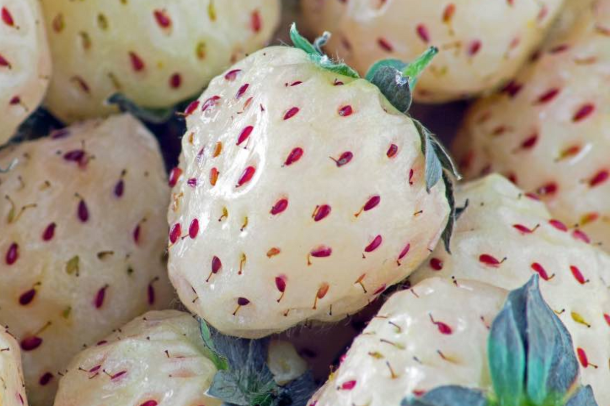 Pineberry Bare Root Plants (6) - White Strawberries with Pineapple Flavor, Everbearing, Organic, Spring Planting
