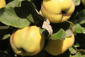 Quince Aromatic 'Aromatnaya' 4 Hardwood Cuttings - Self-Fertile, Pineapple Flavor