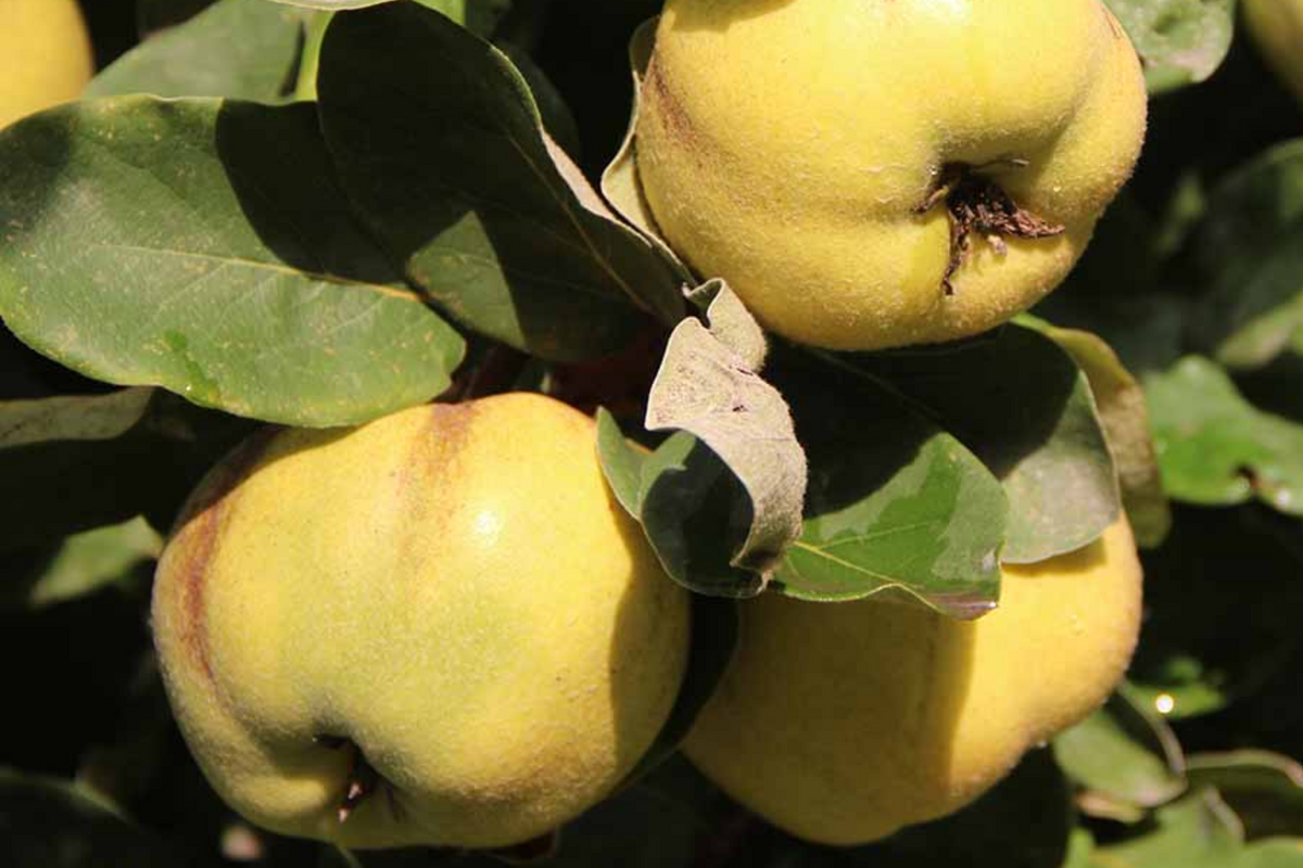 Quince Aromatic 'Aromatnaya' 4 Hardwood Cuttings - Self-Fertile, Pineapple Flavor