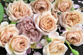 Tantau Highgarden Rose - 3 Unrooted Cuttings | Fragrant Heirloom, Root or Graft