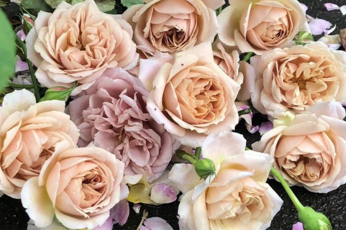 Tantau Highgarden Rose - 3 Unrooted Cuttings | Fragrant Heirloom, Root or Graft