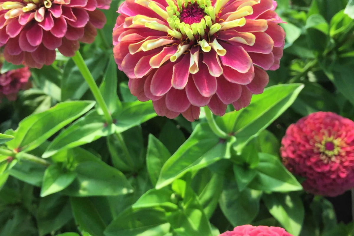 Queen Lime Red Zinnia Seeds - 100+ Bi-Color Cut Flowers, Heat-Tolerant